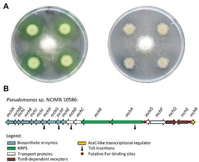 Two new siderophores produced by Pseudomonas sp. NCIMB 10586: The anti-oomycete non-ribosomal peptide synthetase-dependent mupirochelin and the NRPS-independent triabactin